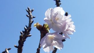 宮崎で桜開花