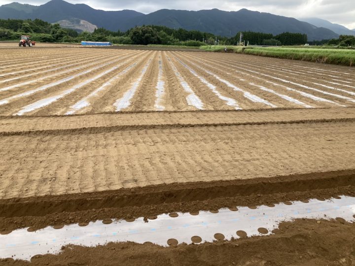 大根の種まきが始まりました！